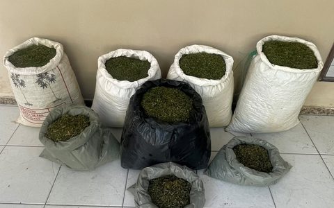 Imagem do post PMBA erradica plantio de Cannabis Sativa e apreende grande quantidade de droga