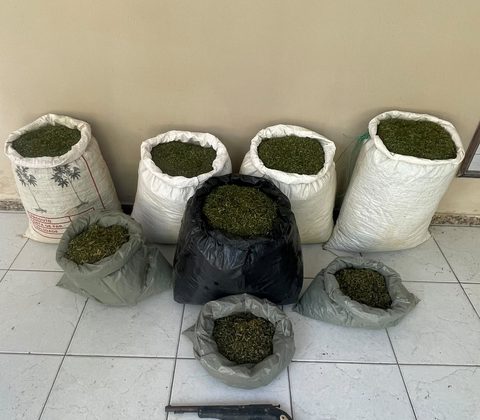Imagem do post PMBA erradica plantio de Cannabis Sativa e apreende grande quantidade de droga