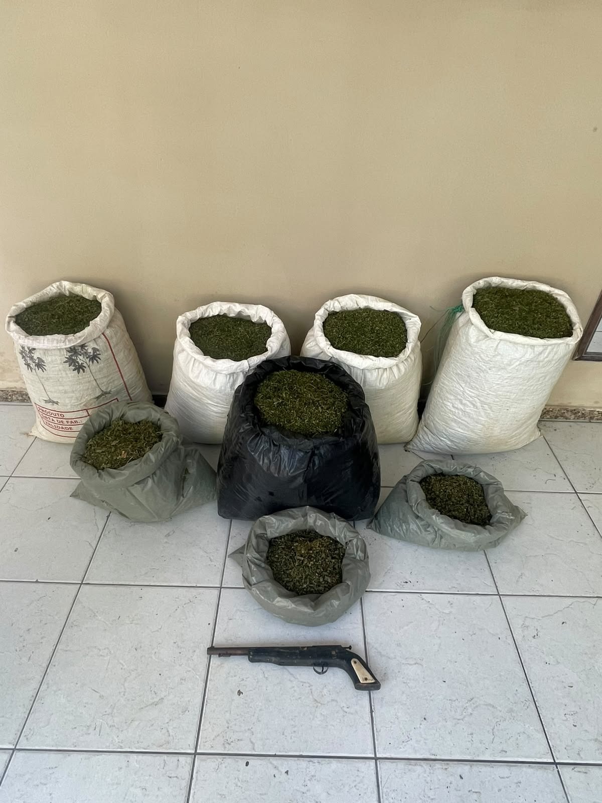 PMBA erradica plantio de Cannabis Sativa e apreende grande quantidade de droga