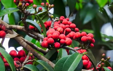Imagem do post Reserva no Baixo Sul da Bahia guarda mais de 200 espécies de plantas e celebra 10 anos de proteção