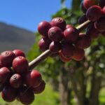 Única cidade do Nordeste na disputa, Piatã coloca 13 cafés entre os melhores do Brasil