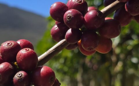 Imagem do post Única cidade do Nordeste na disputa, Piatã coloca 13 cafés entre os melhores do Brasil