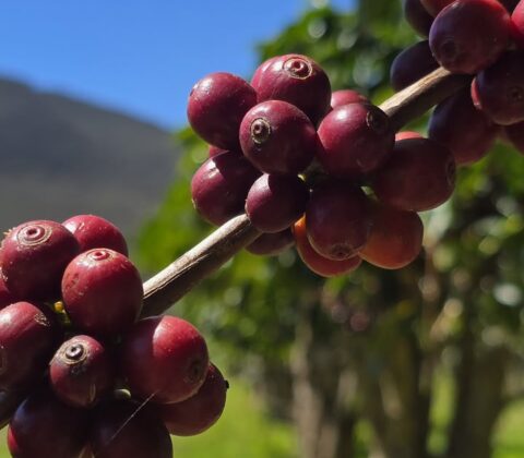 Imagem do post Única cidade do Nordeste na disputa, Piatã coloca 13 cafés entre os melhores do Brasil