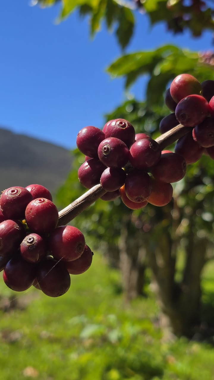 Única cidade do Nordeste na disputa, Piatã coloca 13 cafés entre os melhores do Brasil